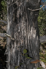 Juniperus deppeana robusta