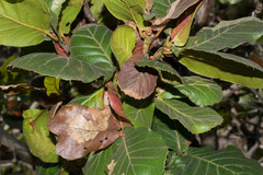 Quercus radiata