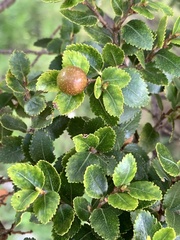 Nothofagus betuloides