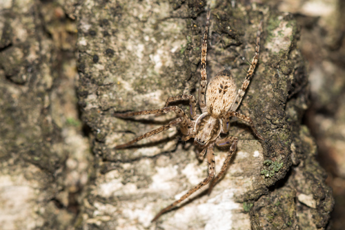 Miškinis Gležnavoris nuotrauka