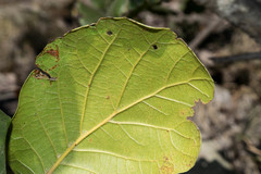 Quercus radiata