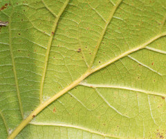 Quercus radiata