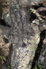 Quercus radiata