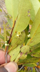 Polycardia lateralis