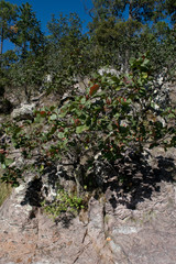 Quercus radiata