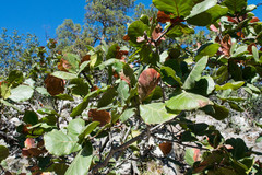 Quercus radiata