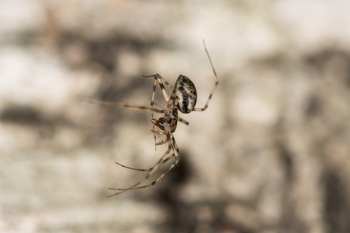 Vikrusis karnavoris nuotrauka