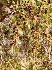Nothofagus betuloides