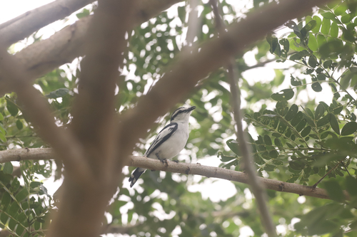 Pied Triller