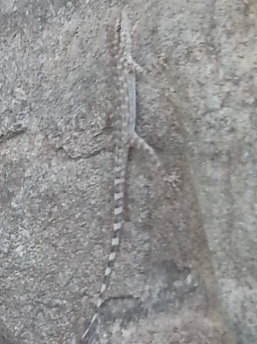 Pristurus celerrimus