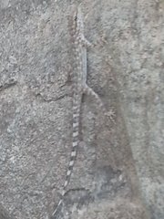 Pristurus celerrimus