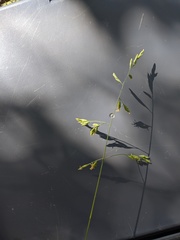 Festuca ligulata