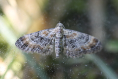 Eupithecia linariata