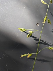 Festuca ligulata