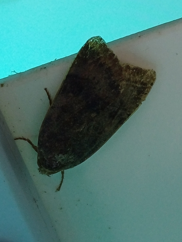 Lesser Broad-bordered Yellow Underwing, Tilehurst, Reading, UK, photo 6 of 10
