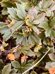 Berberis ilicifolia