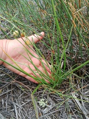 Trachyandra sabulosa