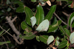 Arbutus tessellata