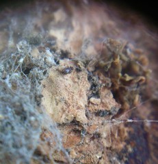 Lepinotus