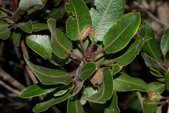 Arbutus tessellata