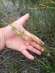 Trachyandra sabulosa