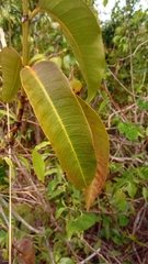 Ixora platythyrsa