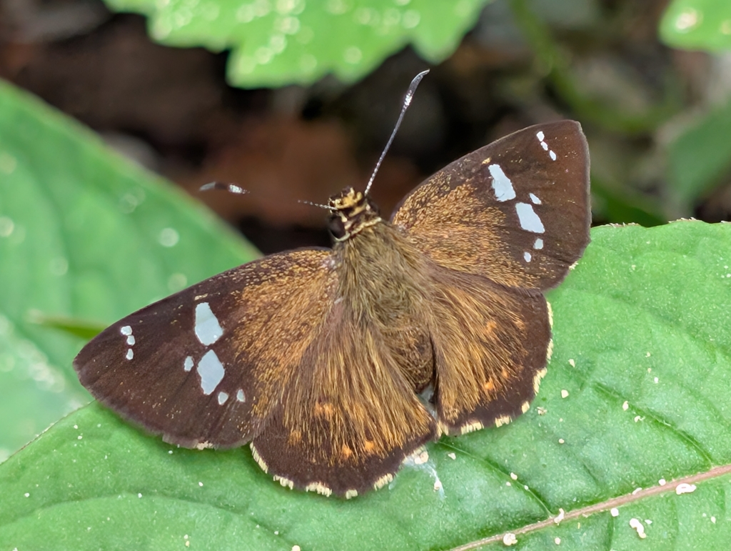 Celaenorrhinus kurosawai