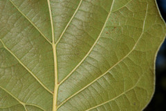 Quercus radiata