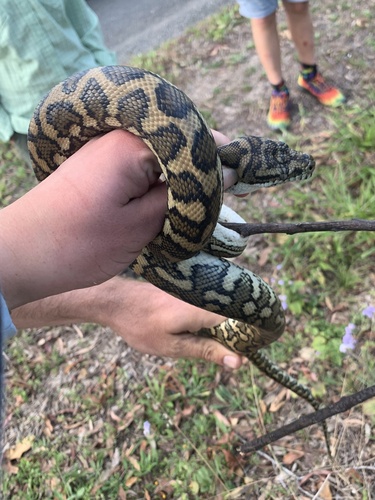Coastal Carpet Python sighting