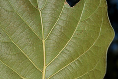 Quercus radiata