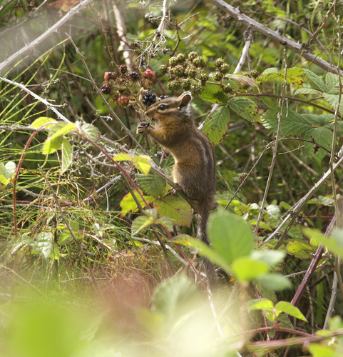 Yellow-cheeked Chipmunk observed by paulbirdsf