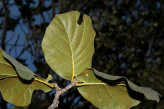 Quercus radiata
