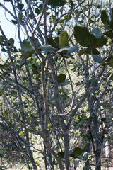 Quercus radiata