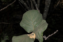 Quercus radiata