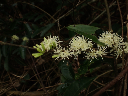 Alangium amplum