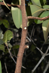 Arbutus madrensis