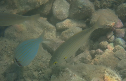Sarpa salpa