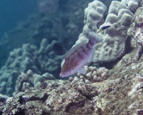 Scarus dubius observed 2025-08-31