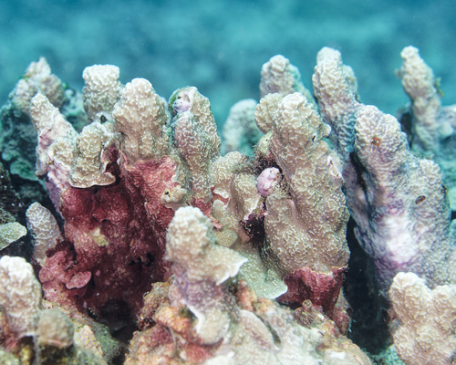 Porites rus, 2025-08-31