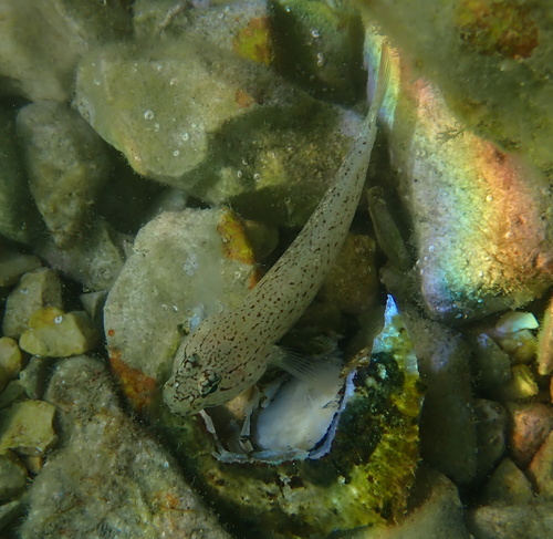 Gobius bucchichi