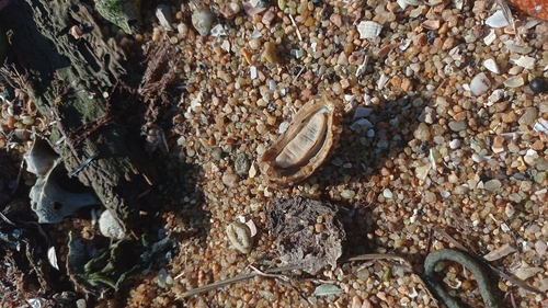 Chaetopleura angulata
