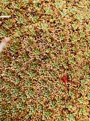 Bolax gummifera