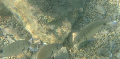 Diplodus sargus