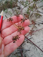 Dasispermum hispidum