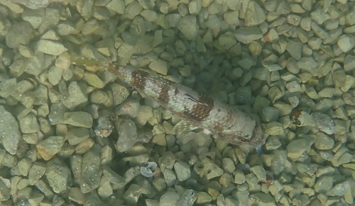 Mullus surmuletus