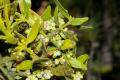 Phoradendron flavum