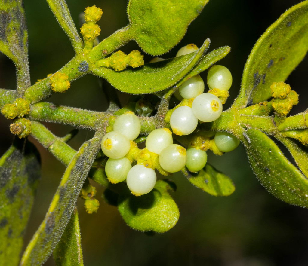 Phoradendron flavum