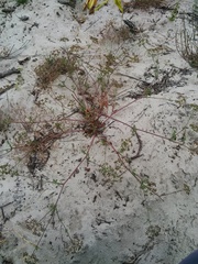 Dasispermum hispidum