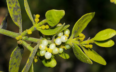 Phoradendron flavum
