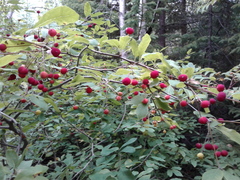 Ilex mucronata image